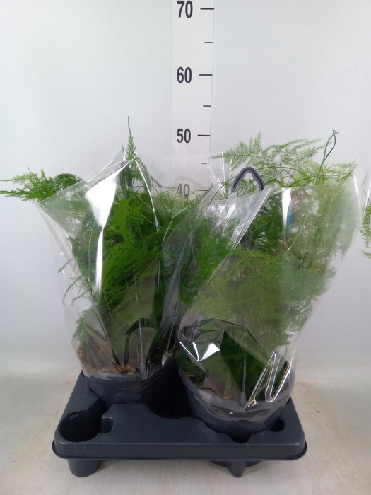 <h4>Asparagus setaceus</h4>