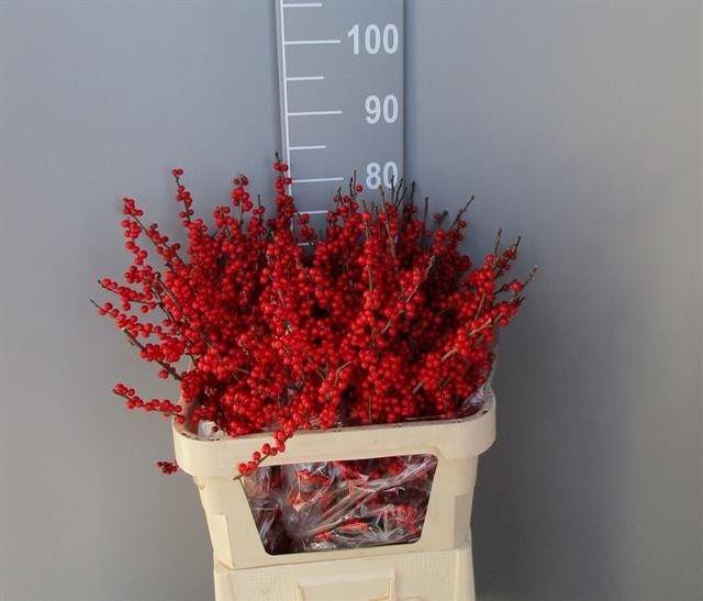 <h4>Ilex Vert Berry Red 80cm Dolder</h4>