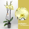 Phalaenopsis grootbloemig 2 tak geel GT 2-60 G Green Touch