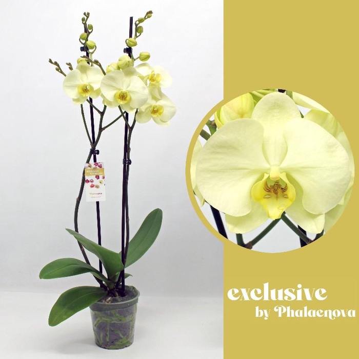 <h4>Phalaenopsis grootbloemig 2 tak geel GT 2-60 G Green Touch</h4>
