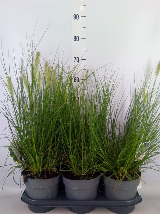 <h4>Pennisetum alopec. 'Hameln'</h4>
