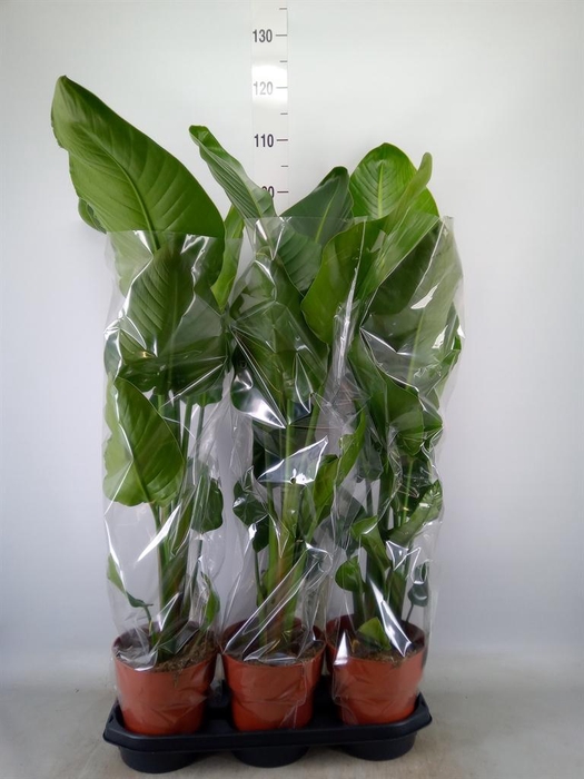 <h4>Strelitzia nicolai</h4>