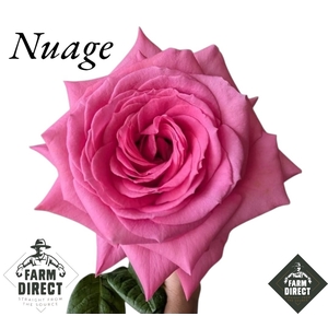 R GR NUAGE