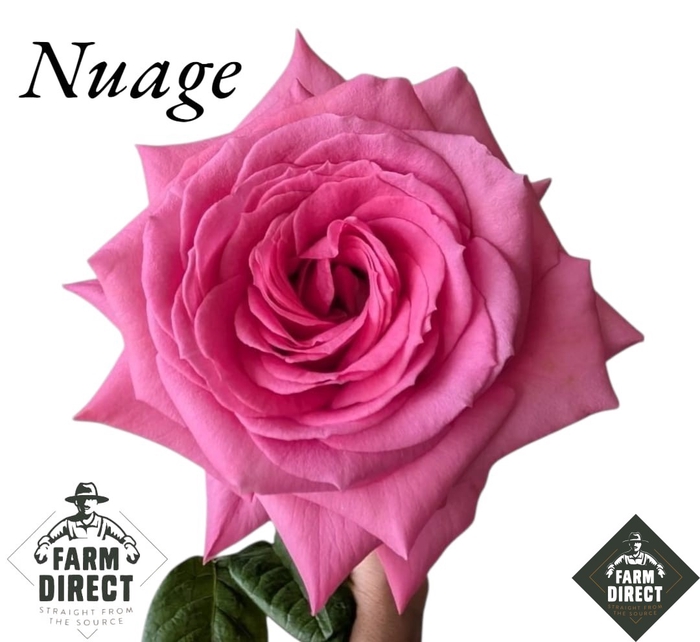 <h4>R GR NUAGE</h4>