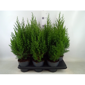 Juniperus chinensis 'Stricta'