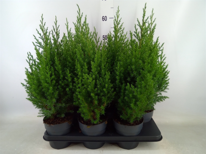 <h4>Juniperus chinensis 'Stricta'</h4>