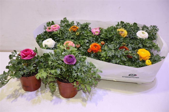 <h4>Ranun Sprink Dw Gem</h4>