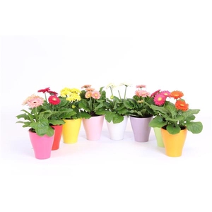 Gerbera belicht 2+ bl 10cm in keramiek