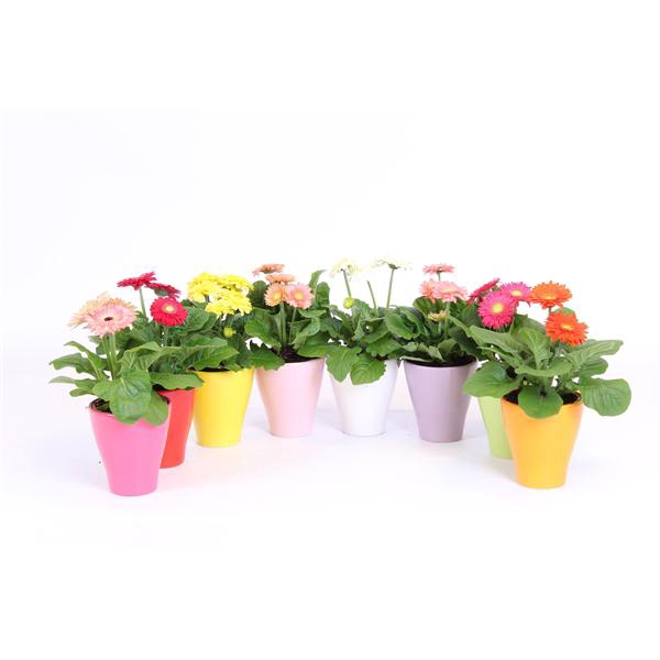 <h4>Gerbera belicht 2+ bl 10cm in keramiek</h4>