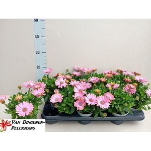 OSTEO FP CHRYST PINK