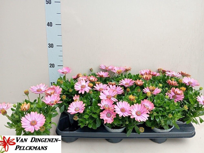 <h4>OSTEO FP CHRYST PINK</h4>