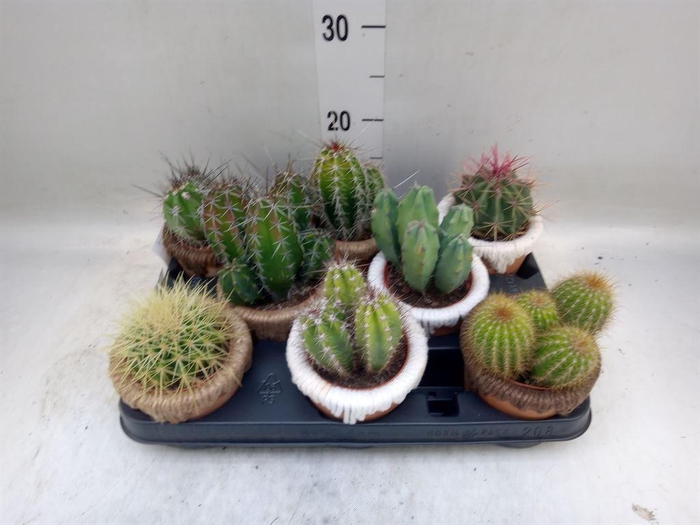 <h4>Cactus   ...</h4>