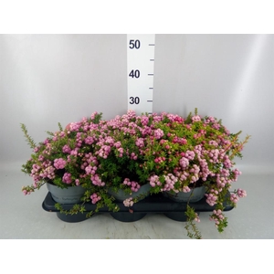 Gaultheria mucronata