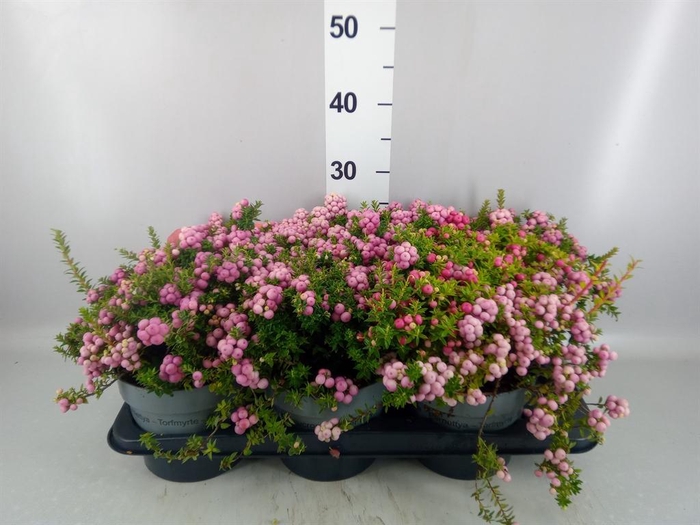<h4>Gaultheria mucronata</h4>