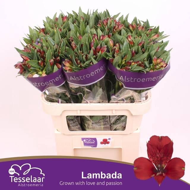 <h4>ALSTR LAMBADA</h4>