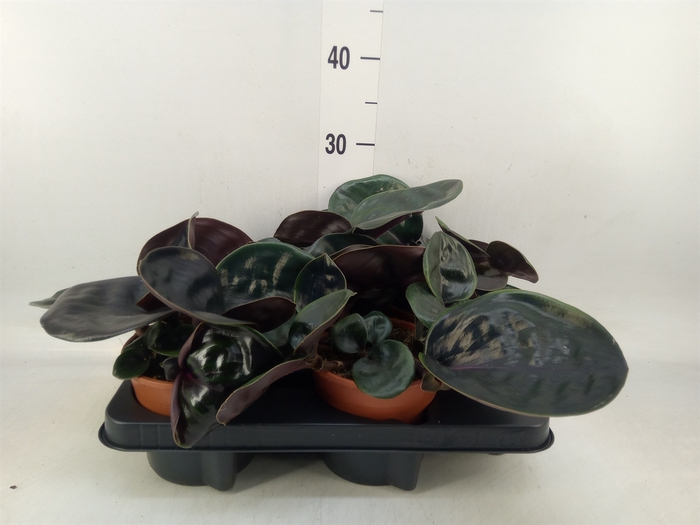 <h4>Geogenanthus cil. 'Midnight Pearl'</h4>