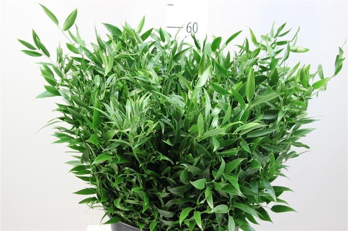 <h4>Ruscus 200gr 60 Cm Italie</h4>