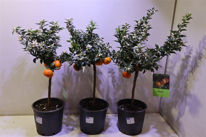 <h4>Citr Au Chinotto</h4>