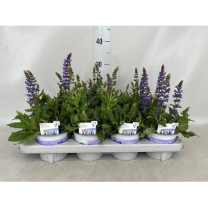 Salvia sylvestris 'April Night'