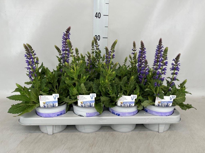 <h4>Salvia sylvestris 'April Night'</h4>