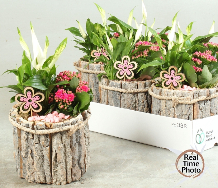 <h4>ARR KAMERPL</h4>