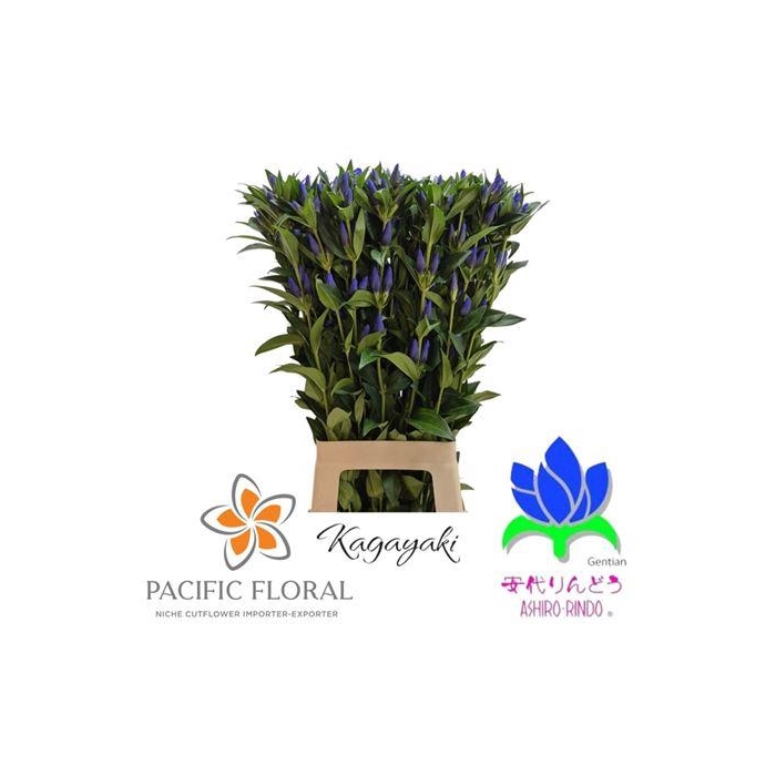 <h4>Gentiana Kagayaki</h4>