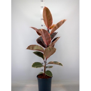 Ficus elastica 'Belize'