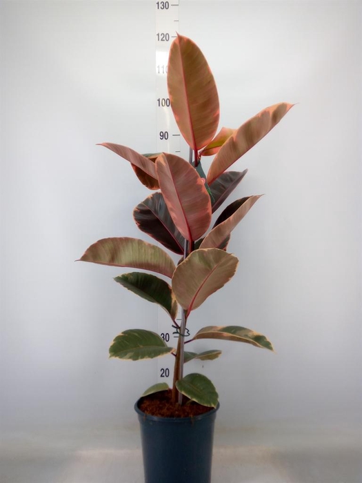 <h4>Ficus elastica 'Belize'</h4>