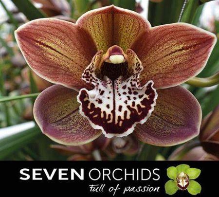 <h4>Cymb T Chocobeer</h4>