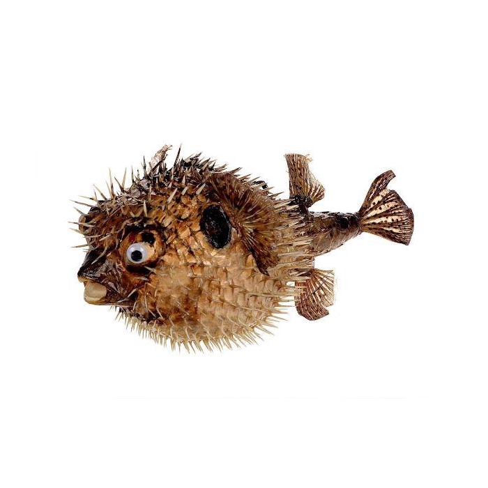 <h4>Fish Porcupine D33-35</h4>