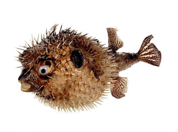 Fish Porcupine D33-35