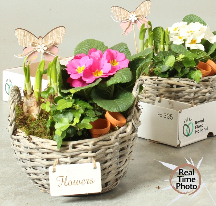 <h4>ARR TUINPLANTEN</h4>