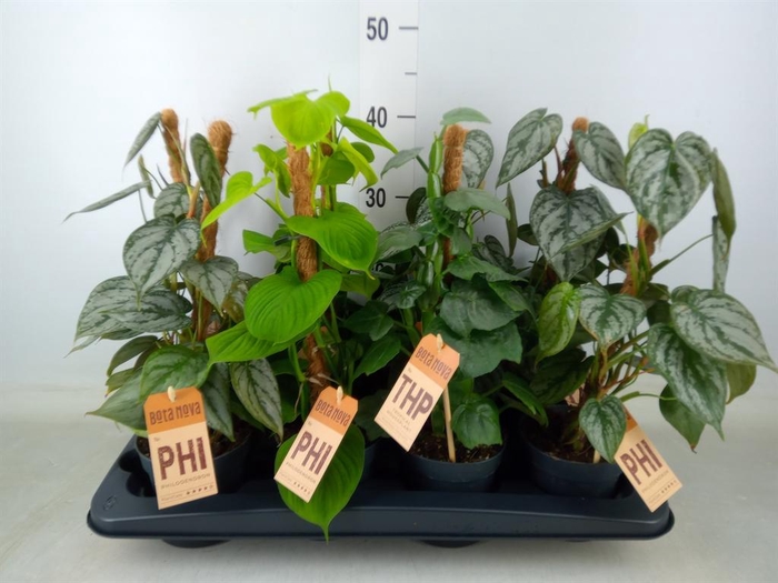 <h4>Planten  ..mix</h4>