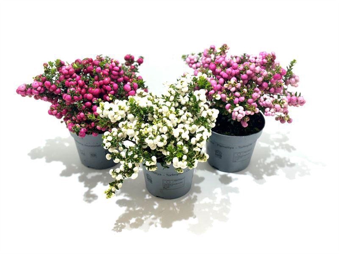 <h4>Gaultheria mucronata Gemengd laag</h4>