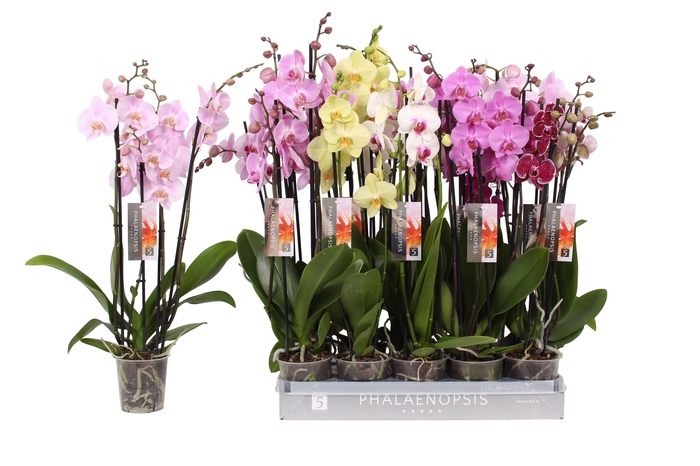 <h4>Phalaenopsis 7 color mix, 4-spike 25+</h4>