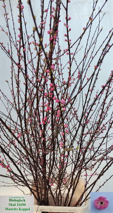 <h4>PRUNUS TRILOBA VERT</h4>