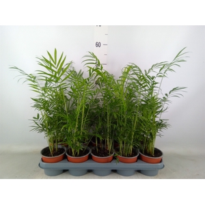 Chamaedorea elegans