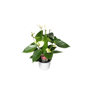 Anthurium XL.03 Arisa White 14cm