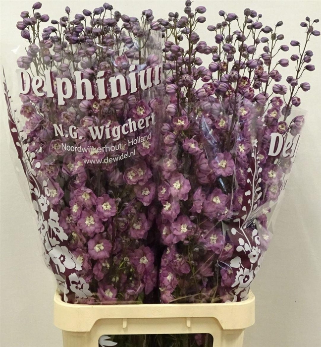 <h4>DELPH EL DEWI RITA</h4>