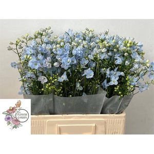DELPH EN M CHIF BLUE