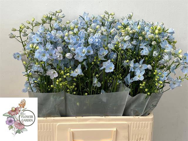 <h4>DELPH EN M CHIF BLUE</h4>
