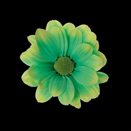 <h4>Chr T Kennedy Brasil</h4>