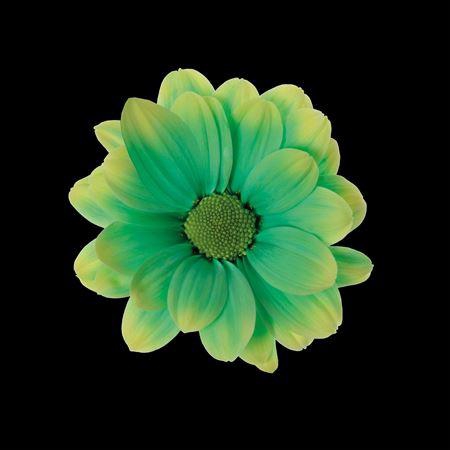 <h4>Chr T Kennedy Brasil</h4>