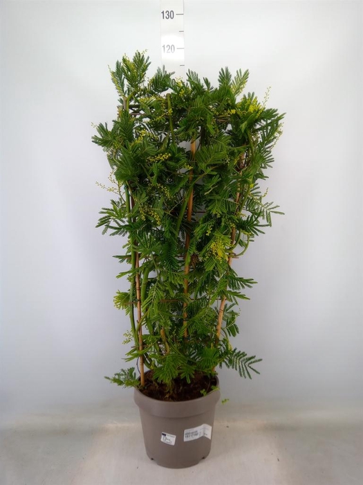 <h4>Acacia paradoxa</h4>