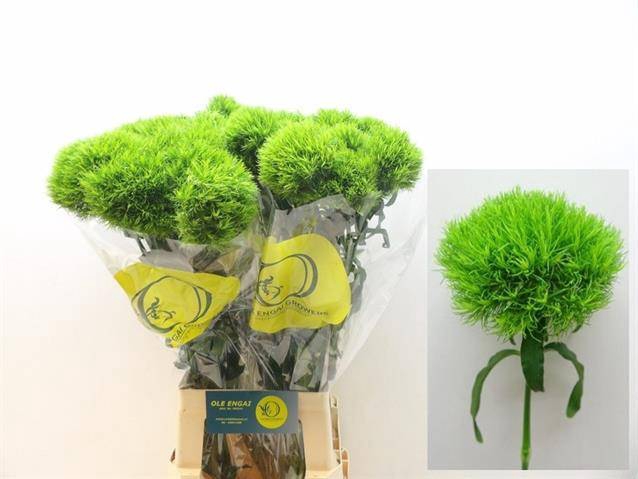 <h4>Di Barb Kiwi Mellow XL</h4>