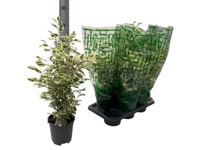 <h4>FIC BE TWILIGHT</h4>