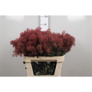 Cotinus C Mag Torch
