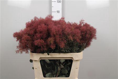 <h4>Cotinus C Mag Torch</h4>