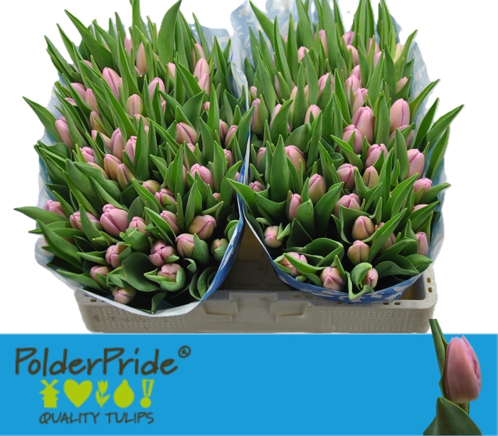 <h4>TU EN ARGOS</h4>