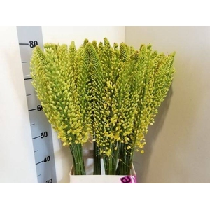 EREMURUS STENOPHYLLU